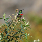 Souimanga chalybée - Wilderness