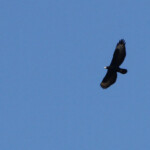 Aigle de Verreaux - Swartberg Pass Svg+xml,%3Csvg%20xmlns%3D%22http%3A%2F%2Fwww.w3