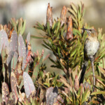 Promérops du Cap - Swartberg Pass