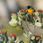Souimanga orange - Swartberg Pass