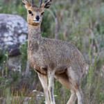 Oréotrague - Swartberg Pass