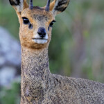 Oréotrague - Swartberg Pass
