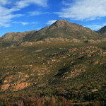 Fynbos - Swartberg Pass