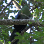 Touraco de Knysna - Tsitsikamma