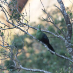 Touraco de Knysna - Ebb and flow - Wilderness