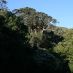 Forêt pluviale primaire de Tsitsikamma
