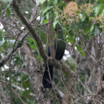 Touraco de Knysna - Big tree - Wilderness