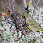 Venturon montagnard - Sainte-Victoire