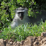 Vervet bleu (Gamtoos)