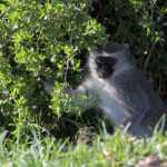 Vervet bleu (Gamtoos)