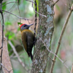 Pic olive - Big tree - Wilderness