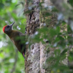 Pic olive - Big tree - Wilderness