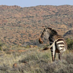 Zèbre de montagne du Cap - Karoo