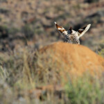 Zèbre de montagne du Cap - Karoo
