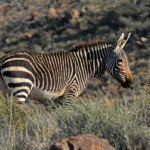 Zèbre de montagne du Cap - Karoo