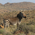 Zèbre de montagne du Cap - Karoo