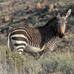 Zèbre de montagne du Cap - Karoo