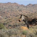 Zèbre de montagne du Cap - Karoo