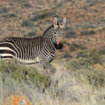 Zèbre de montagne du Cap - Karoo