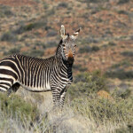 Zèbre de montagne du Cap - Karoo