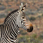 Zèbre de montagne du Cap - Karoo zebre