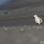 Bécasseau sanderling (Camargue)