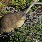 Daman du Cap - Betty's Bay