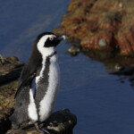 Manchot du Cap - Betty's Bay