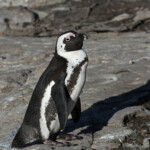 Manchot du Cap - Betty's Bay
