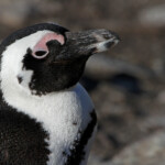 Manchot du Cap - Betty's Bay