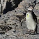 Manchot du Cap - Betty's Bay