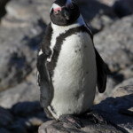 Manchot du Cap - Betty's Bay