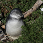 Manchot du Cap - Betty's Bay