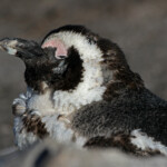 Manchot du Cap - Betty's Bay