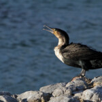Cormoran à poitrine blanche - Betty's Bay