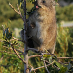 Daman du Cap - Betty's Bay