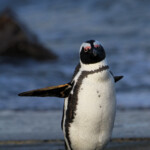 Manchot du Cap - Betty's Bay