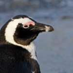 Manchot du Cap - Betty's Bay