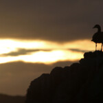 Ouette d'Egypte - Betty's Bay