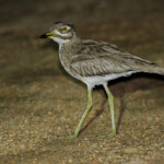 Œdicnème vermiculé - Kleinmond