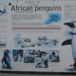 Manchot du Cap - Betty's Bay