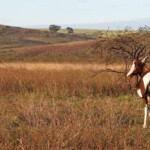 Bontebok