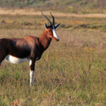 Bontebok - Bontebok national park