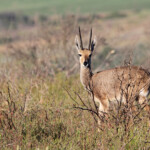 Rhebuck - Bontebok national park