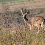 Rhebuck - Bontebok national park