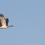 Outarde de Denham - Bontebok national park