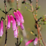 Bontebok national park