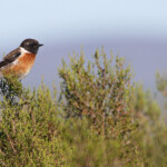 Tarier africain - Bontebok national park
