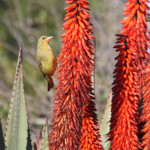 Tisserin du Cap - Bontebok national park