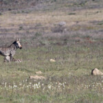 Zèbre des montagnes du Cap - Bontebok national park